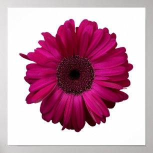 Póster Elegante Poster Gerbera Daisy Rosa