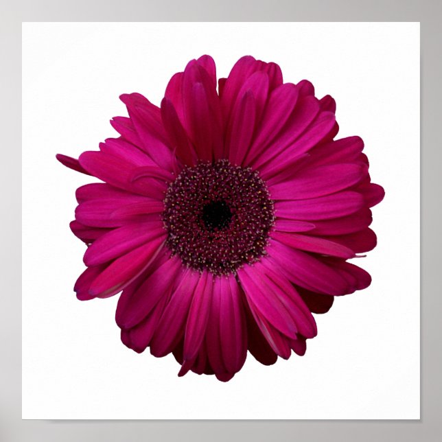 Póster Elegante Poster Gerbera Daisy Rosa (Frente)