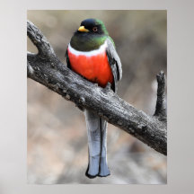 Elegante Poster Trogon