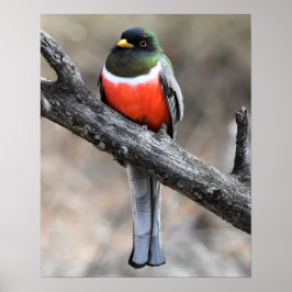 Póster Elegante Poster Trogon