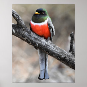Póster Elegante Poster Trogon