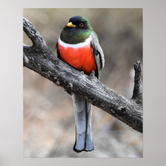 Póster Elegante Poster Trogon