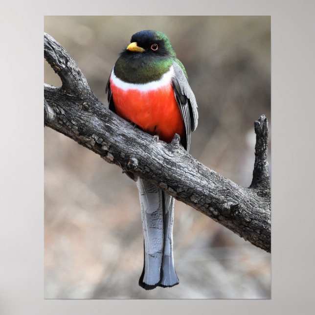 Póster Elegante Poster Trogon (Frente)