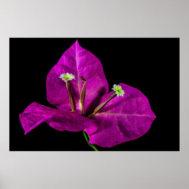 Póster Elegante Purple Bougainvillea (Frente)