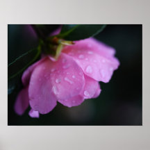 Elegante rosa cerca de Dew