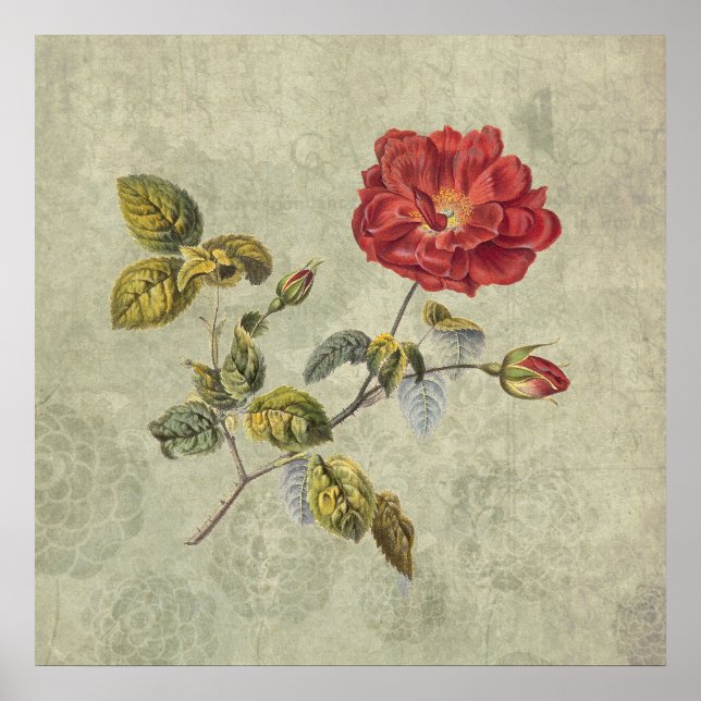Póster Elegante Rosa francés de época (Frente)