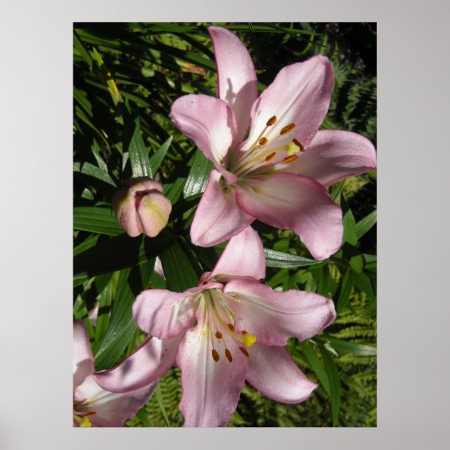 Póster Elegante Tigre Rosa Lilies (Frente)