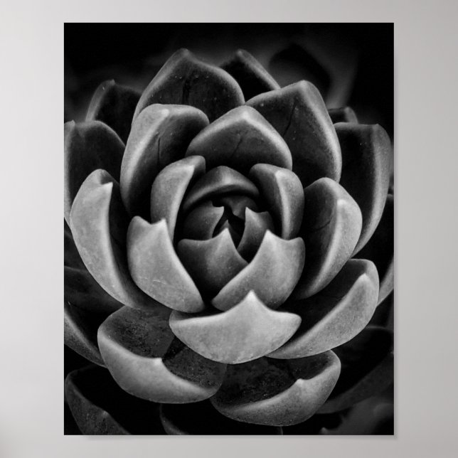 Póster Elegante y suculenta foto de naturaleza vegetal bl (Frente)