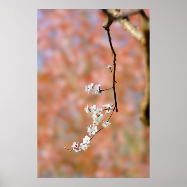 Póster Elegantes flores de albaricoque japonesas (Frente)