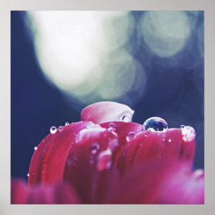 Póster Elegantes gotas de lluvia abstractas en Petales de