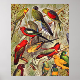 Póster Elegantes loros de aves tropicales de época