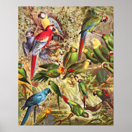 Póster Elegantes loros de aves tropicales de época