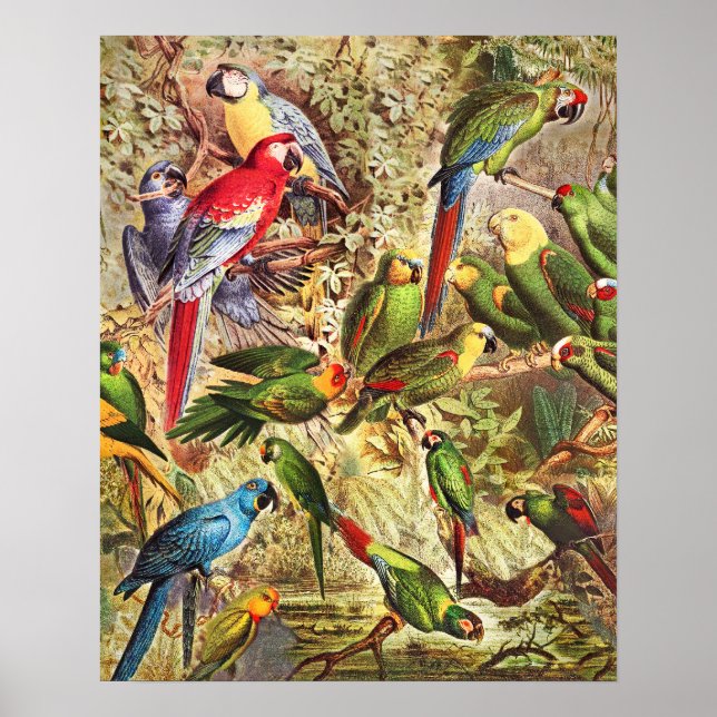 Póster Elegantes loros de aves tropicales de época (Frente)