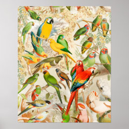 Póster Elegantes loros de aves tropicales de época