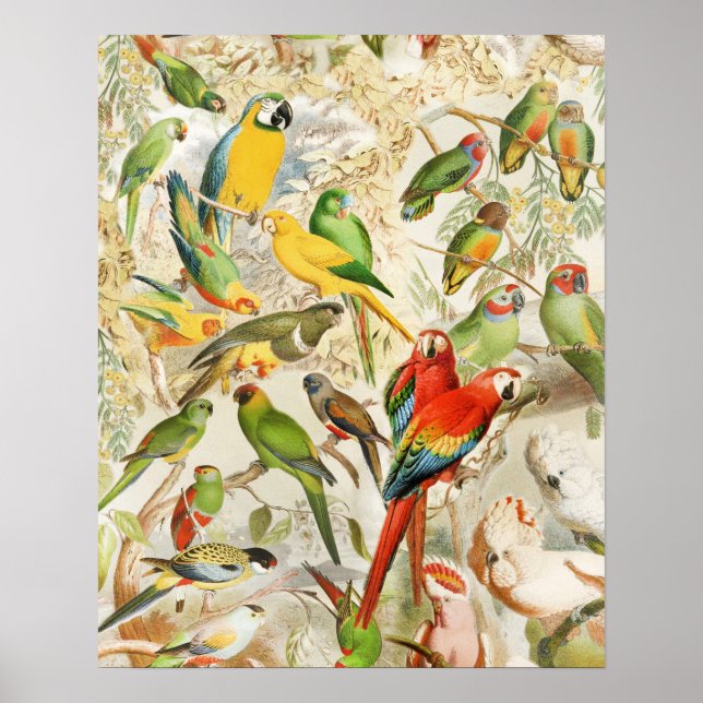 Póster Elegantes loros de aves tropicales de época (Frente)