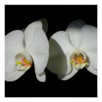 Elegantes orquídeas blancas, foto floral tropical