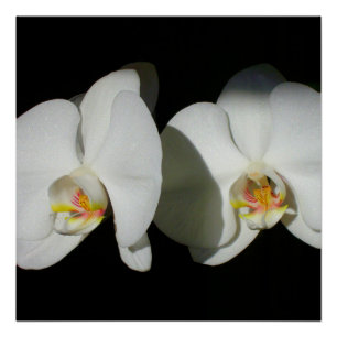 Póster Elegantes orquídeas blancas, foto floral tropical