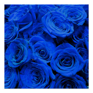 Póster Elegantes rosas azules flores azules florales azul