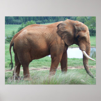 Póster elephant