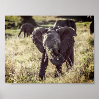 Póster Elephant