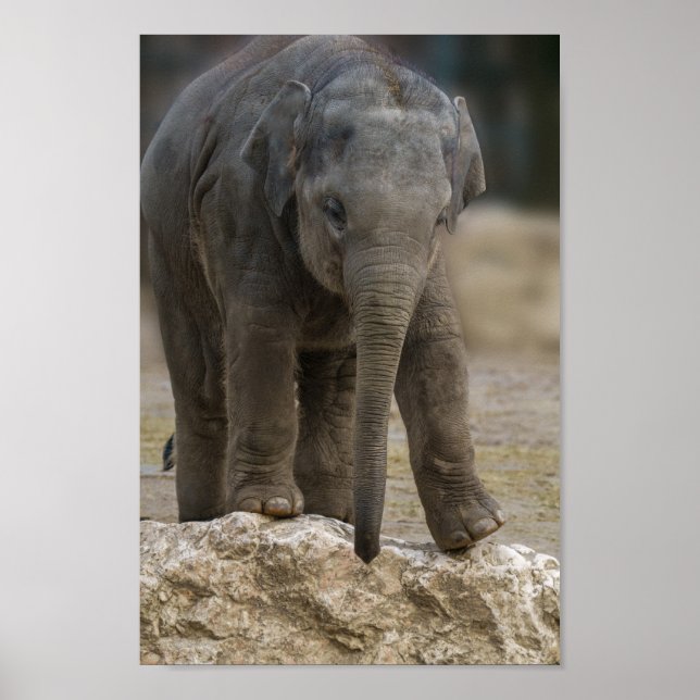 Póster Elephant Calf (Frente)