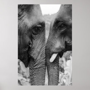 PÓSTER ELEPHANT COUPLE