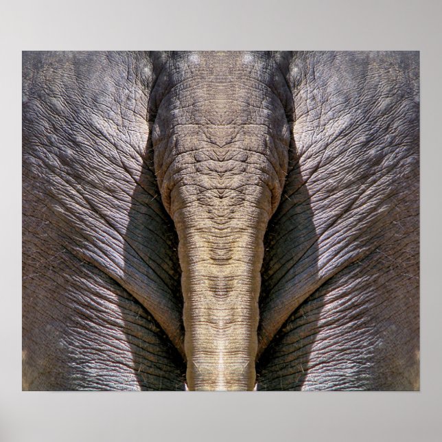 PÓSTER ELEPHANT DUN (Frente)