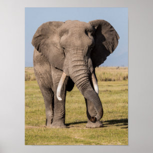 Póster Elephant in an Aggressive Pose