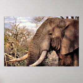 Póster Elephant Lovers Art
