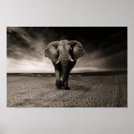 Póster Eléphant noir et blanc