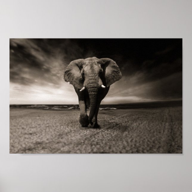Póster Eléphant noir et blanc (Frente)