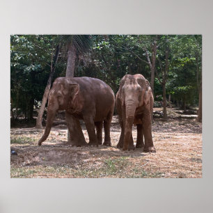 Póster Elephant Pair