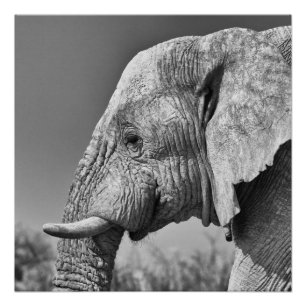 Póster Elephant portrait