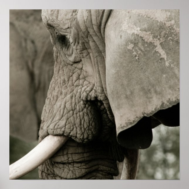 Póster Elephant Poster (Frente)