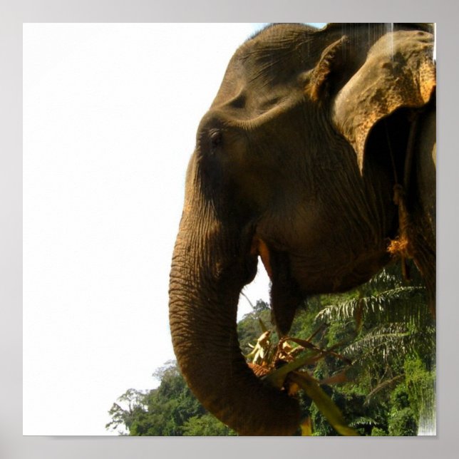 Póster Elephant Profile Poster (Frente)