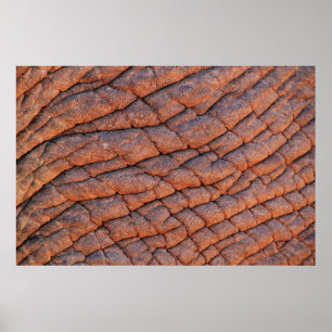 Póster Elephant skin elephant