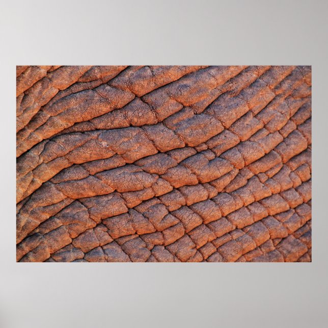 Póster Elephant skin elephant (Frente)