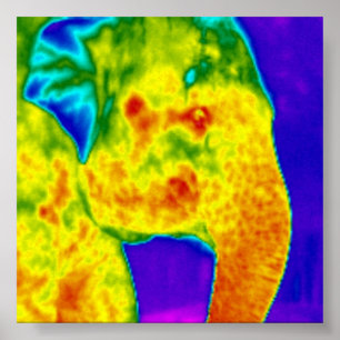 Póster Elephants head