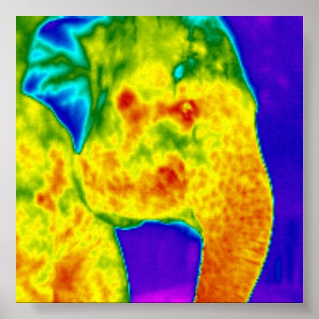 Póster Elephants head (Frente)