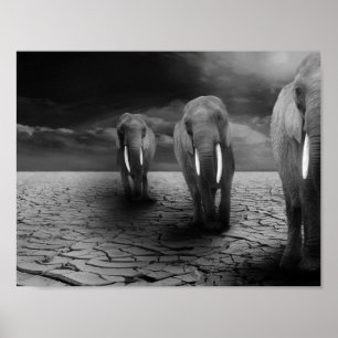 Póster Elephants in the Desert