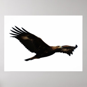 Póster Elevación de Eagle de oro