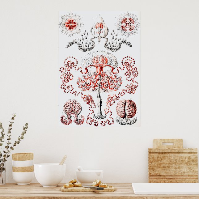 Póster Elifish rosa - Ernst Haeckel (Cocina)