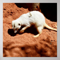 Eliminador de fallos de Meerkat, Poster
