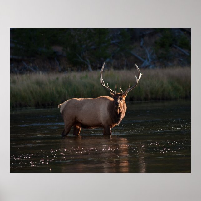 Póster Elk (Frente)