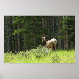 Póster Elk