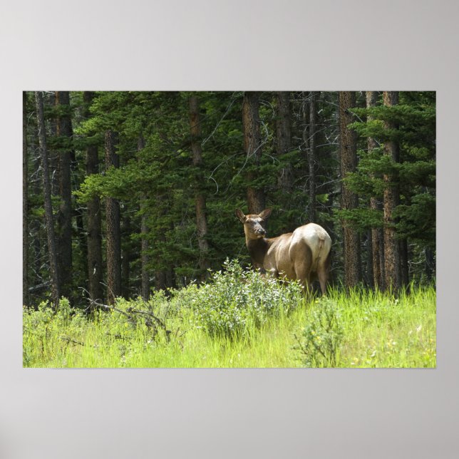 Póster Elk (Frente)