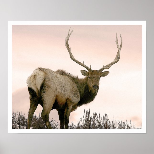 Póster Elk (Frente)