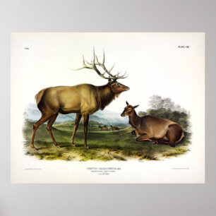 Póster Elk americano, o ciervo Wapiti, por Audubon
