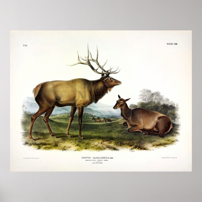 Póster Elk americano, o ciervo Wapiti, por Audubon (Frente)