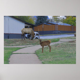 Póster Elk Bull y Calf